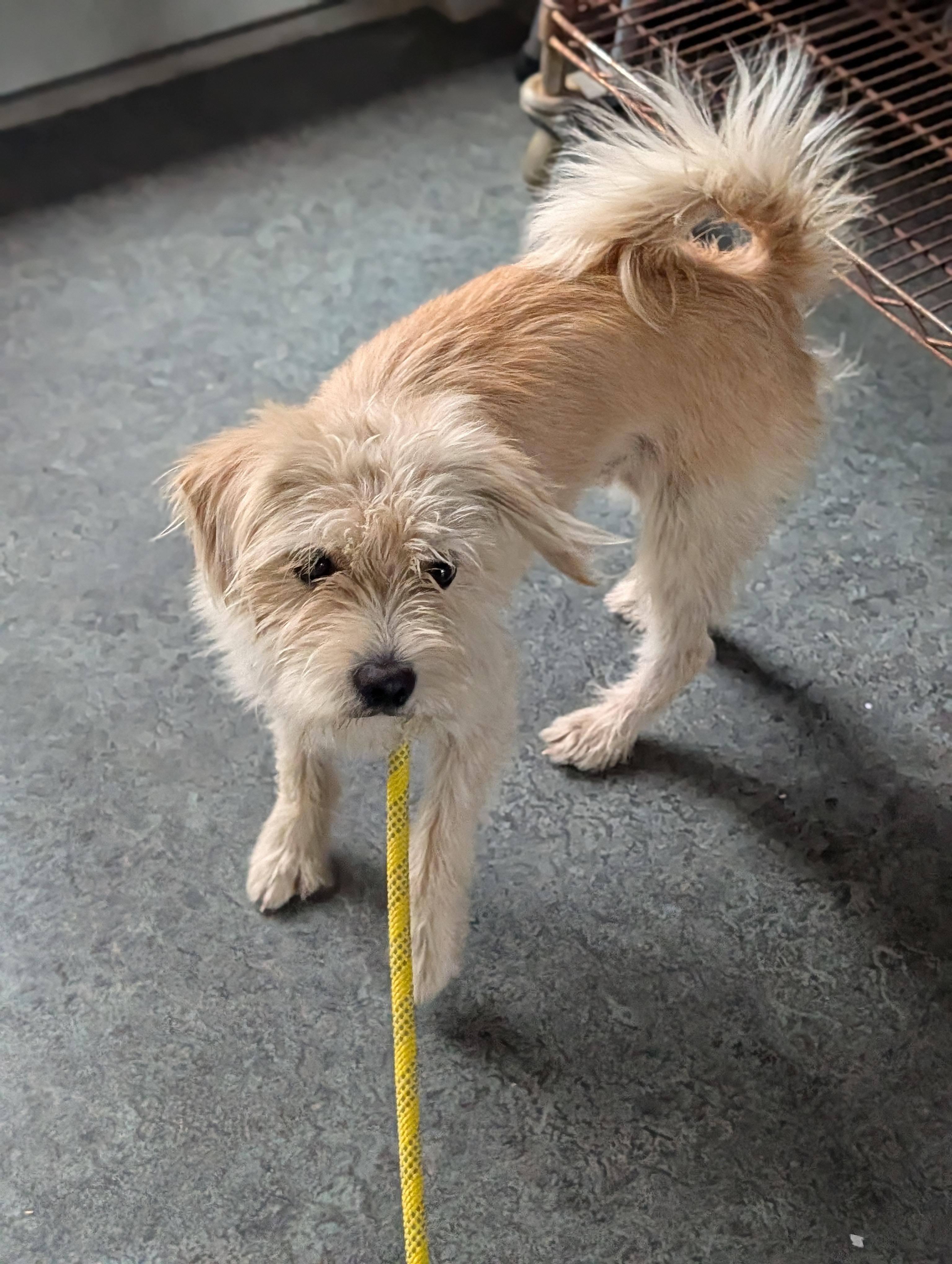 Tazz, a Adoptable mixed breed in Baton Rouge, LA image 3/3