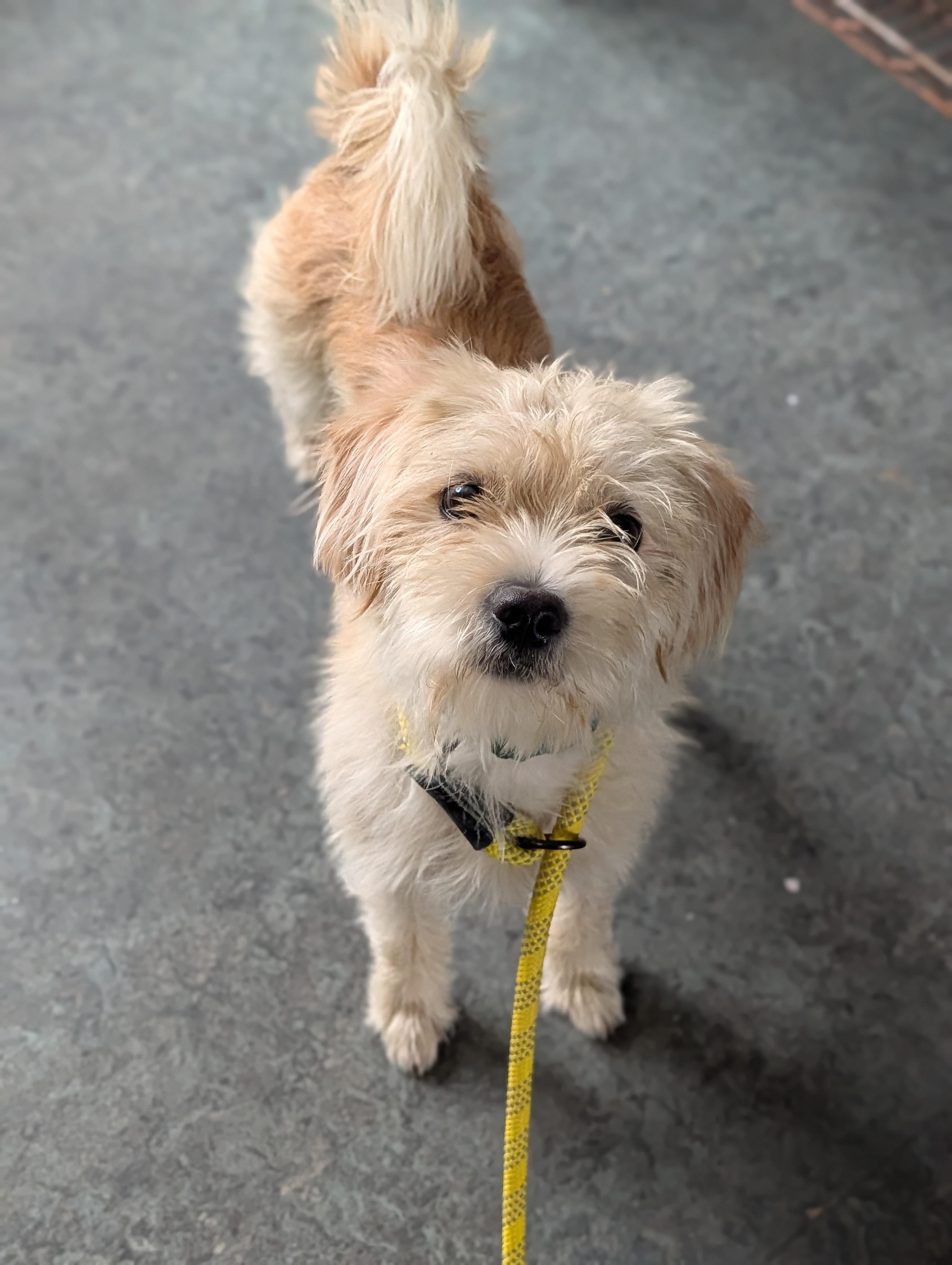 Tazz, a Adoptable mixed breed in Baton Rouge, LA image 2/3
