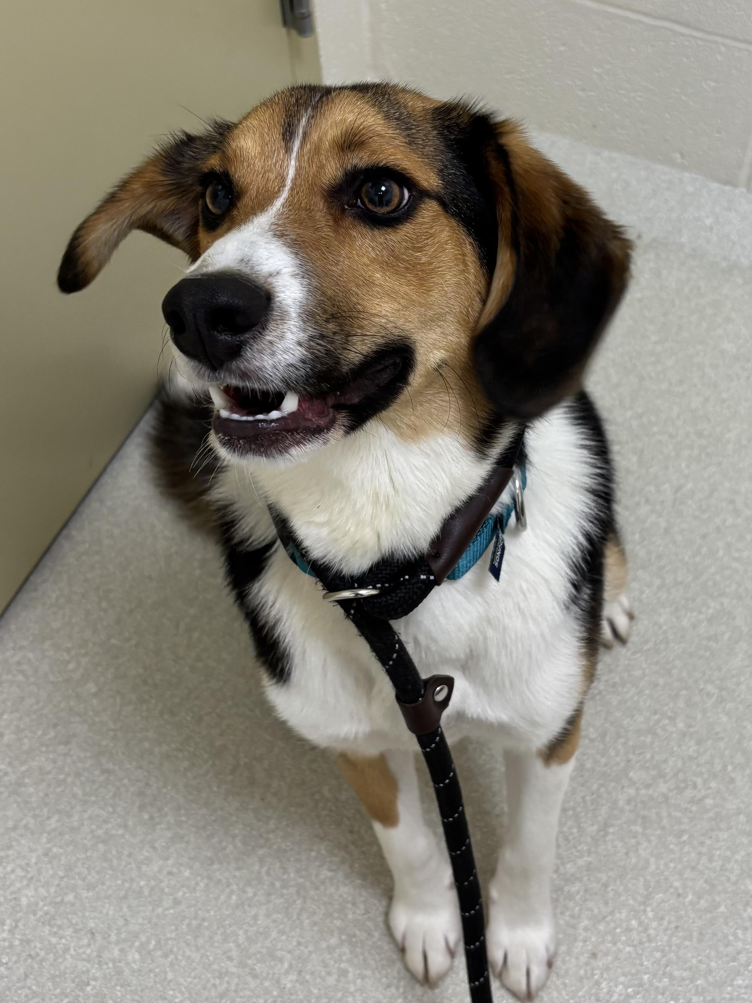 Baxter, a ADOPTABLE mixed breed in Ashland, OH image 1/2