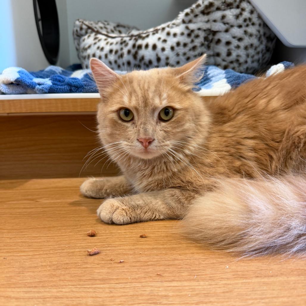 Enlarge Siberious, a Adoptable Domestic Medium Hair in Buellton, CA image 1/4