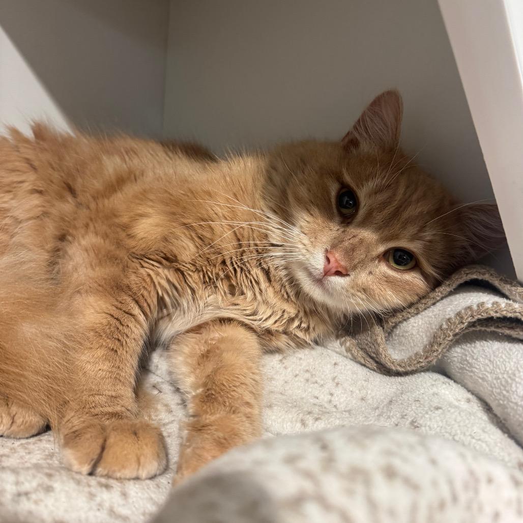 Enlarge Siberious, a Adoptable Domestic Medium Hair in Buellton, CA image 2/4