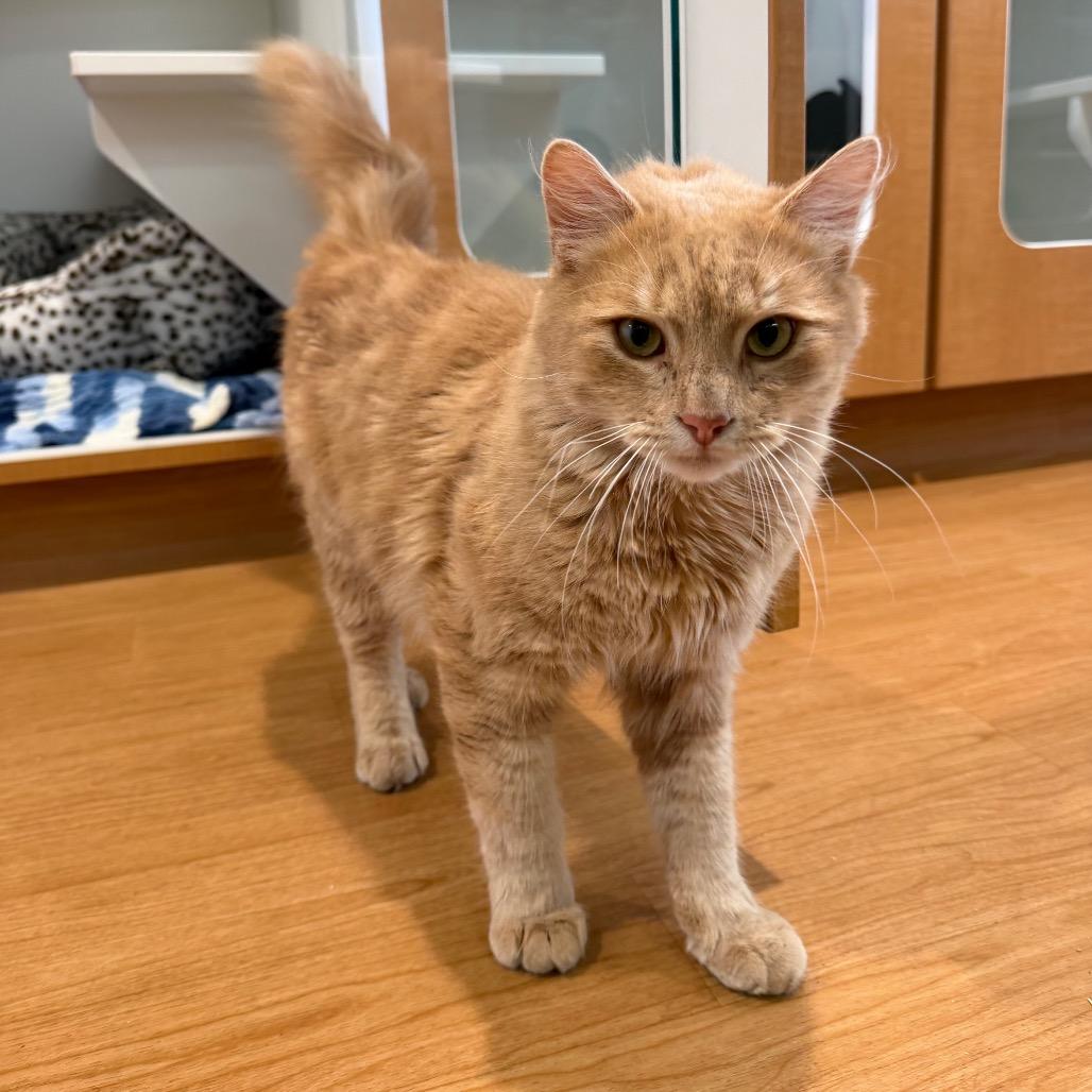 Enlarge Siberious, a Adoptable Domestic Medium Hair in Buellton, CA image 3/4