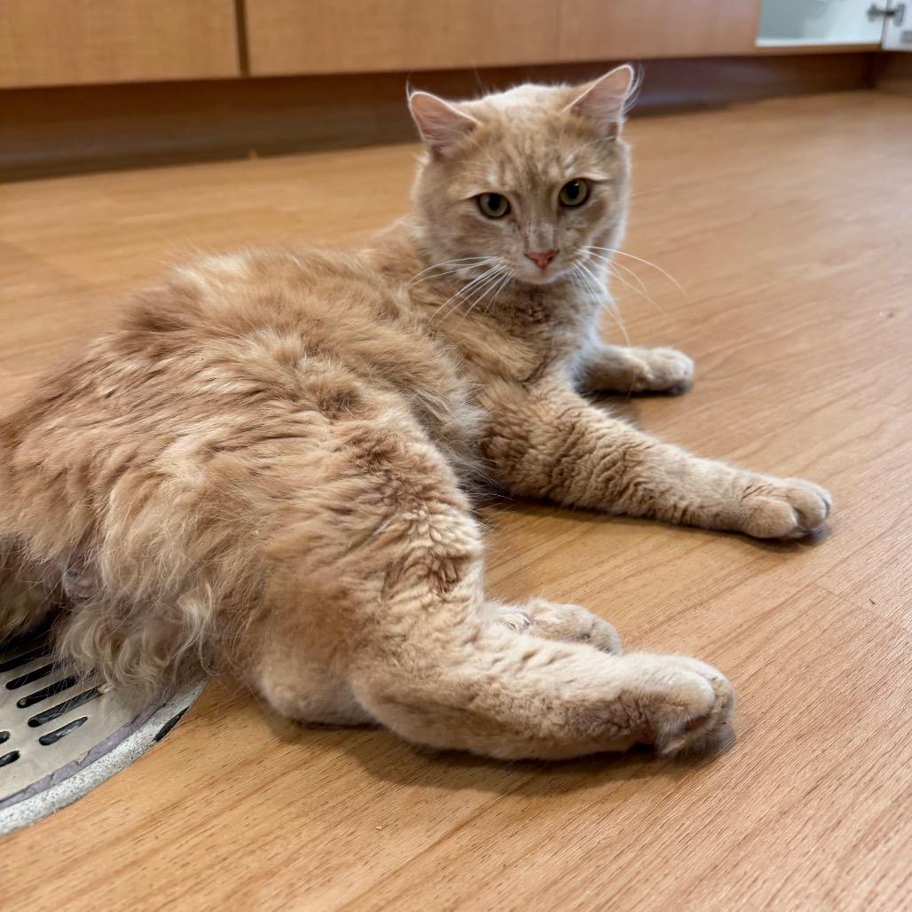 Enlarge Siberious, a Adoptable Domestic Medium Hair in Buellton, CA image 4/4