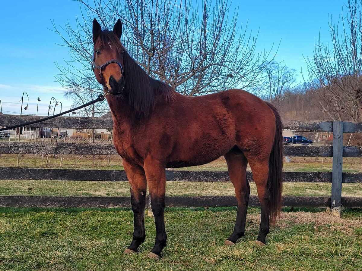 Sirus, Adoptable, Young Male Quarterhorse & Thoroughbred.
