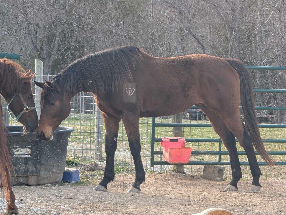 Enlarge Sirus, a Adoptable mixed breed in Huntington, WV image 2/2