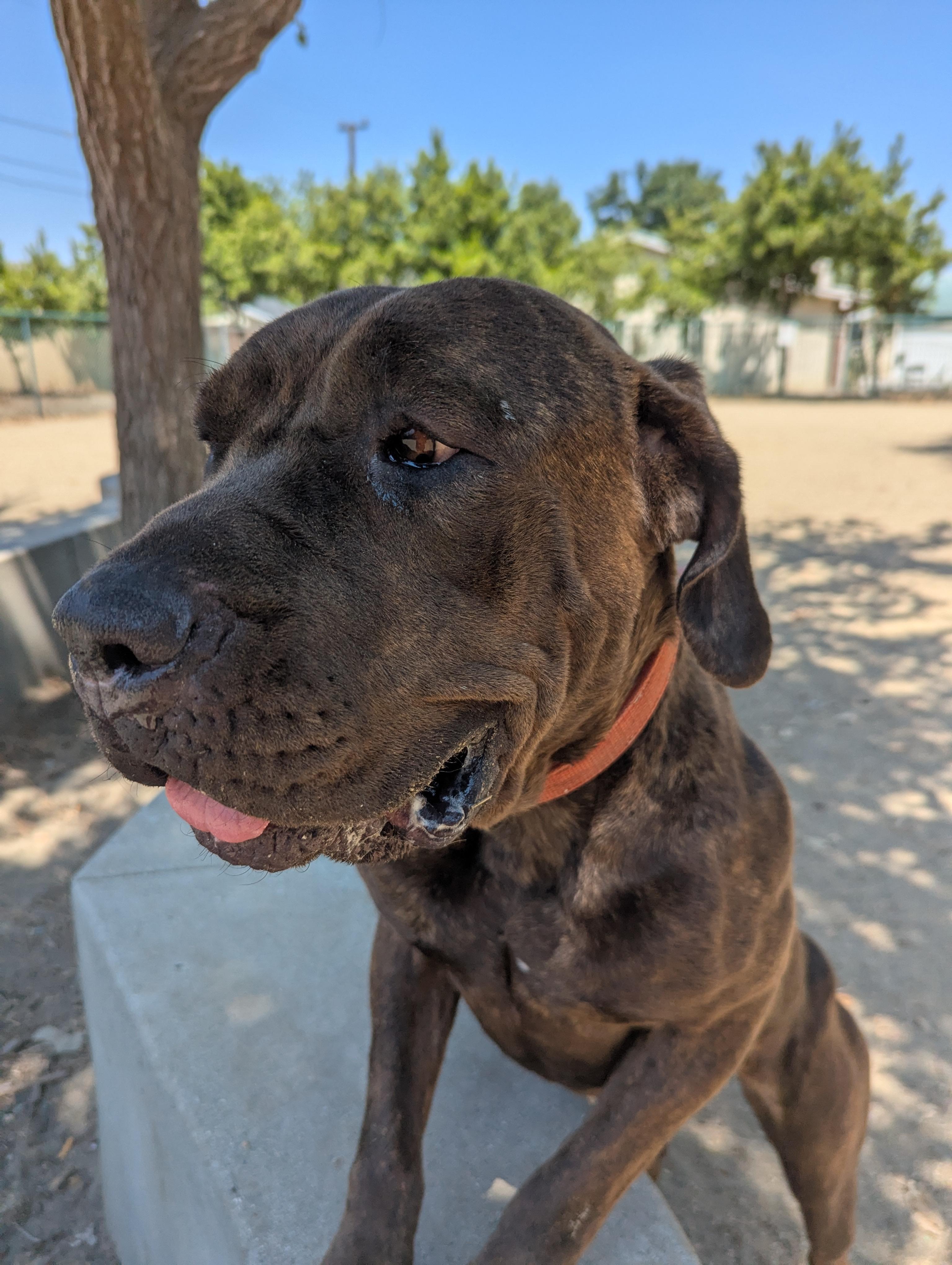 Enlarge Tiffany, a Adoptable Mastiff in Portland, OR image 1/6