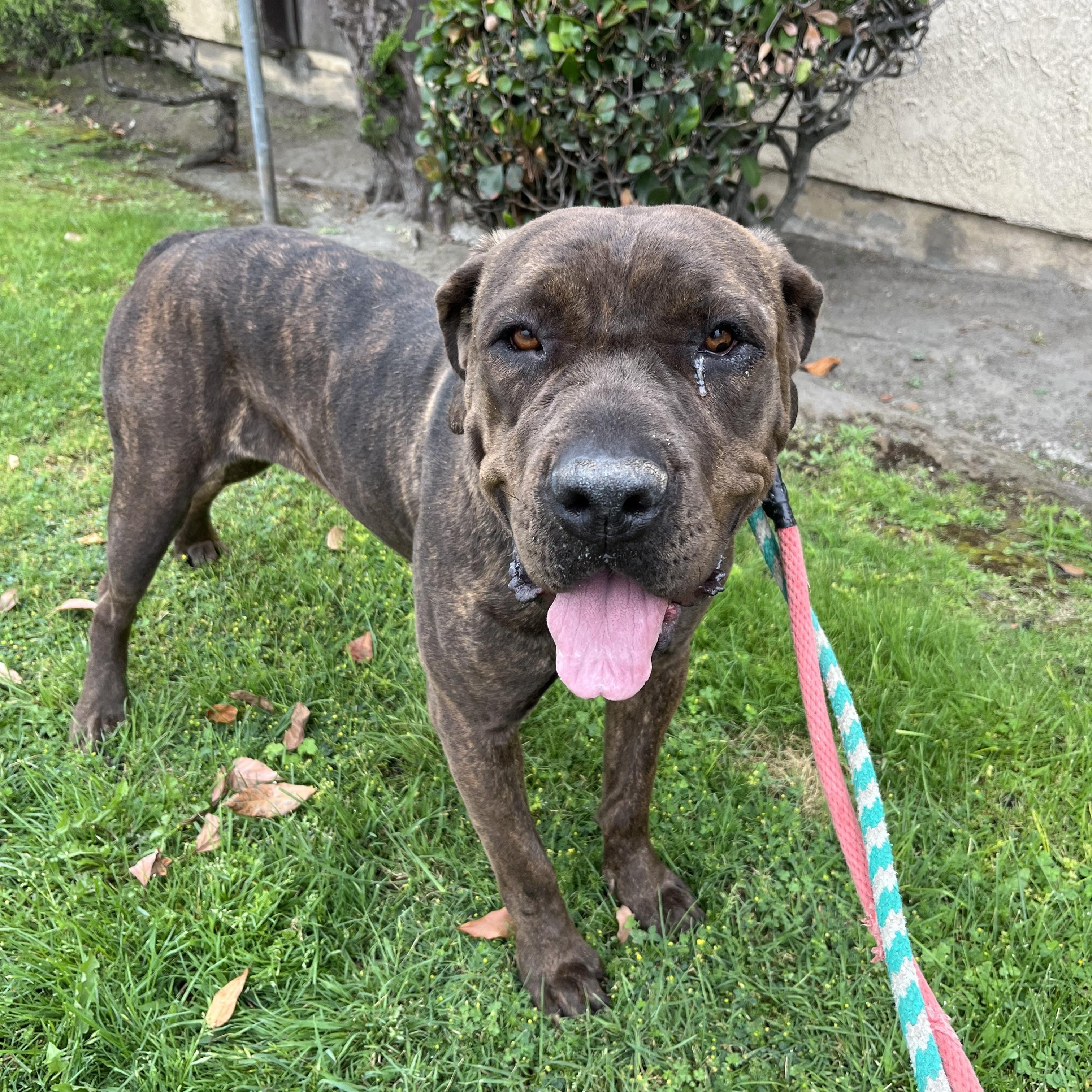 Enlarge Tiffany, a Adoptable Mastiff in Portland, OR image 2/6