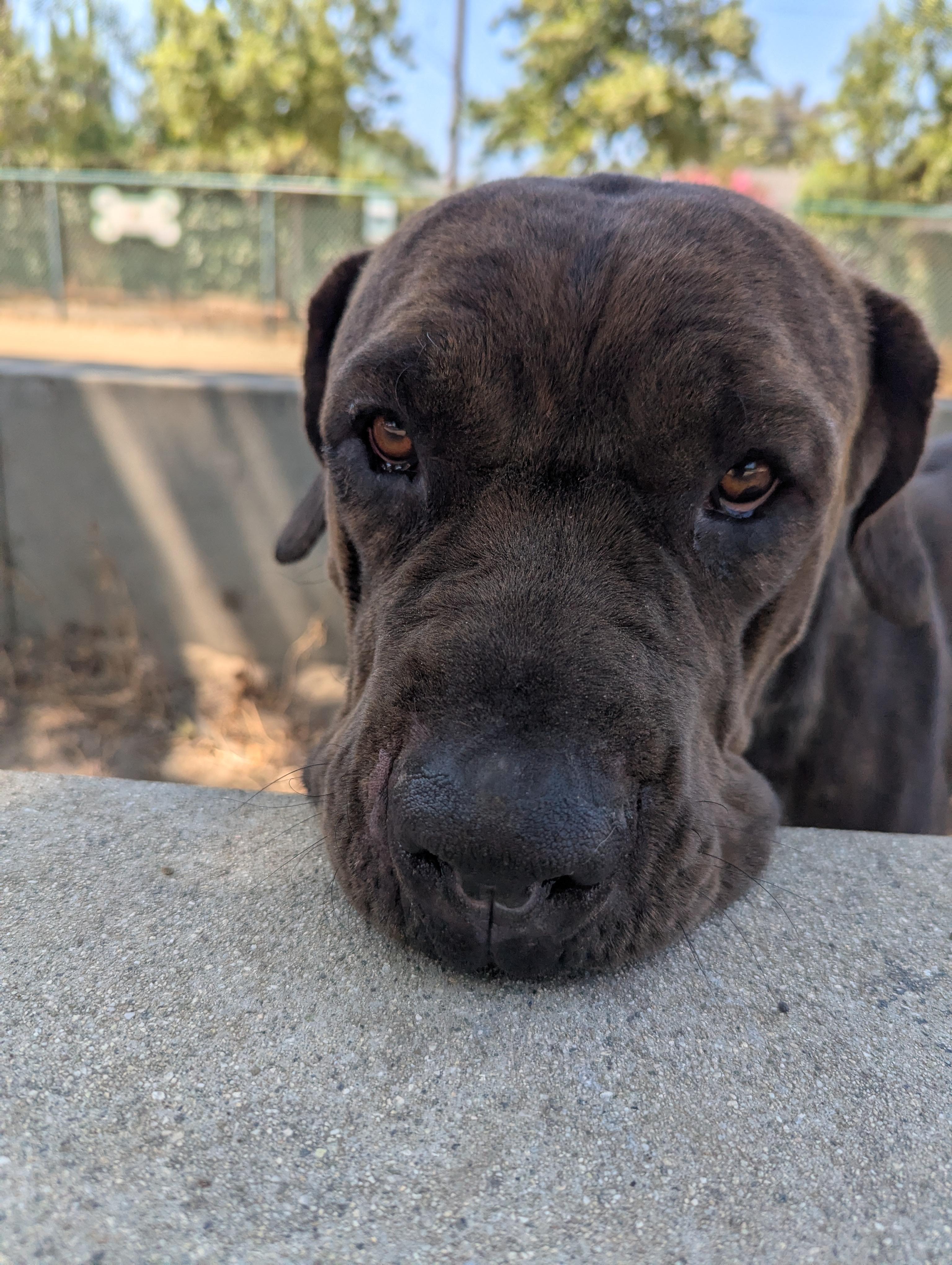 Enlarge Tiffany, a Adoptable Mastiff in Portland, OR image 3/6