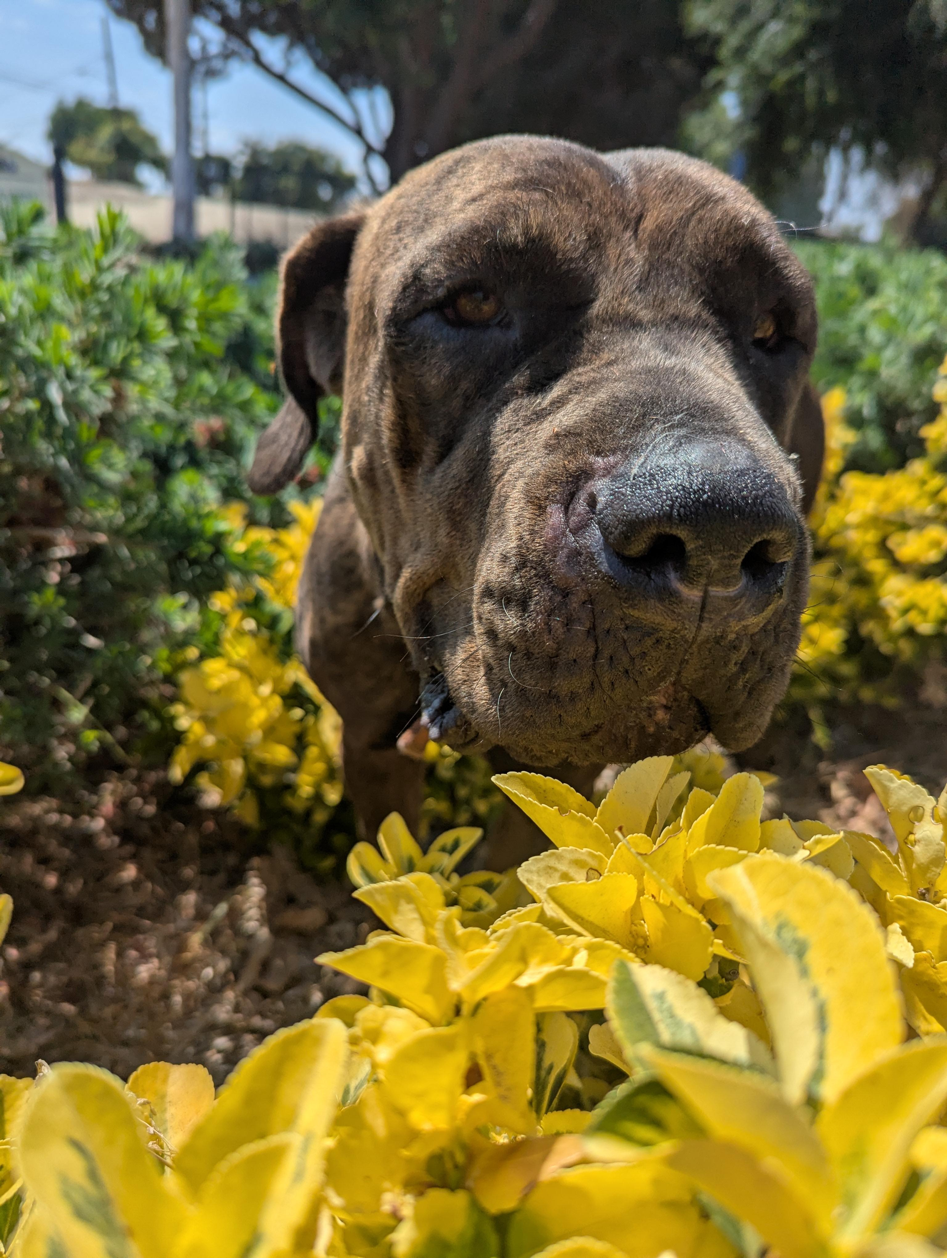 Enlarge Tiffany, a Adoptable Mastiff in Portland, OR image 4/6