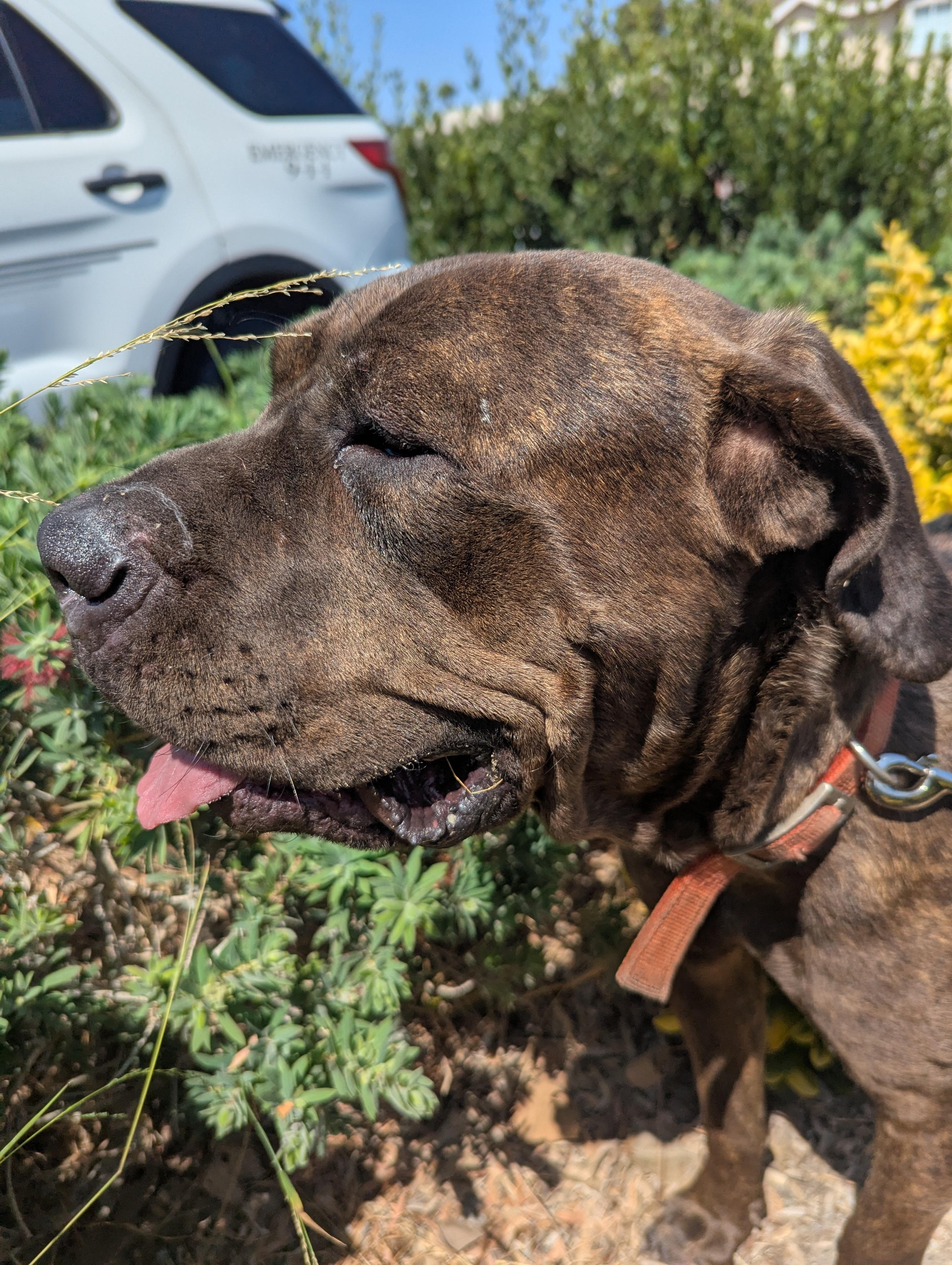 Enlarge Tiffany, a Adoptable Mastiff in Portland, OR image 5/6