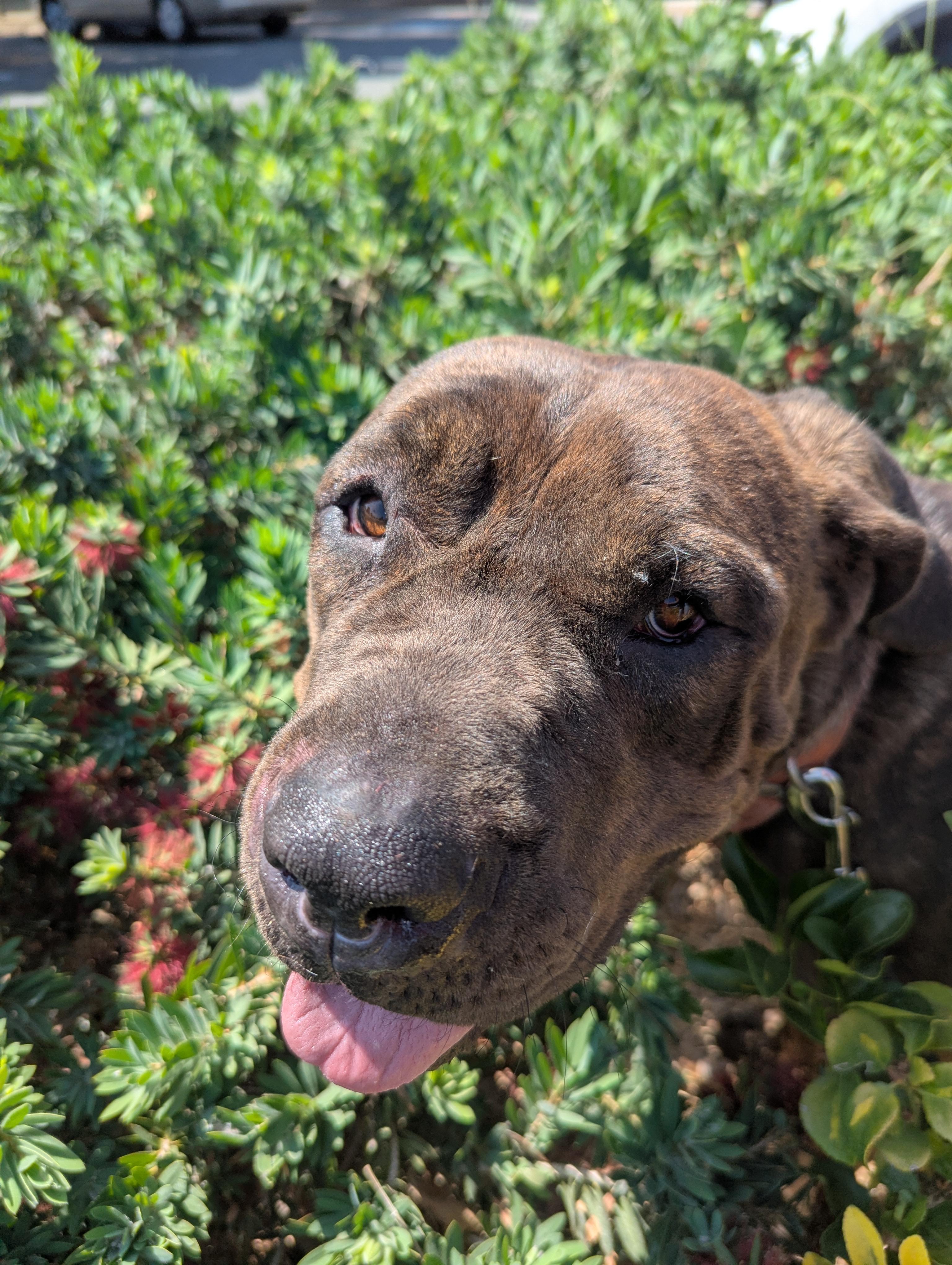 Enlarge Tiffany, a Adoptable Mastiff in Portland, OR image 6/6