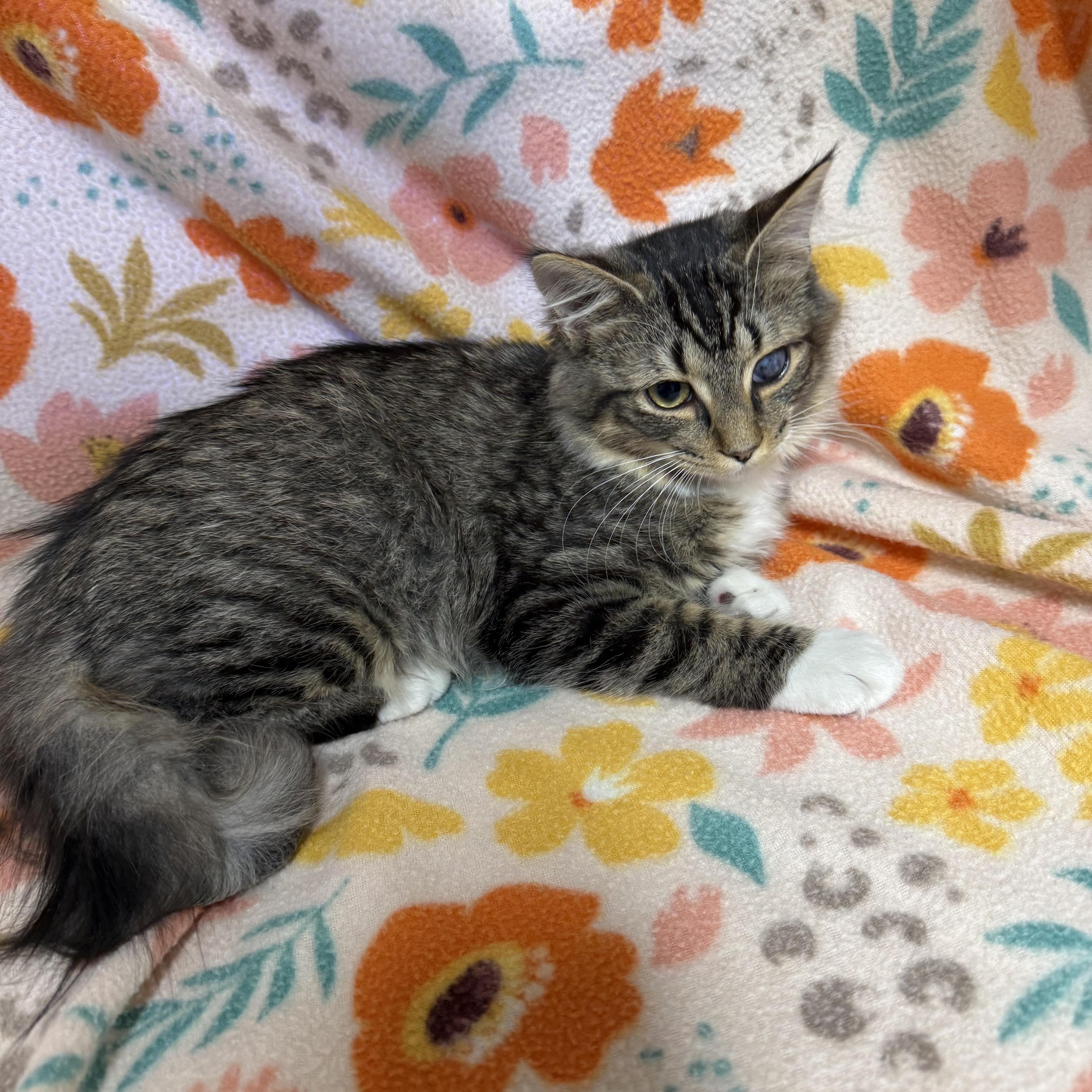 Harley, an adopted Domestic Medium Hair in Anderson, SC image 3/6