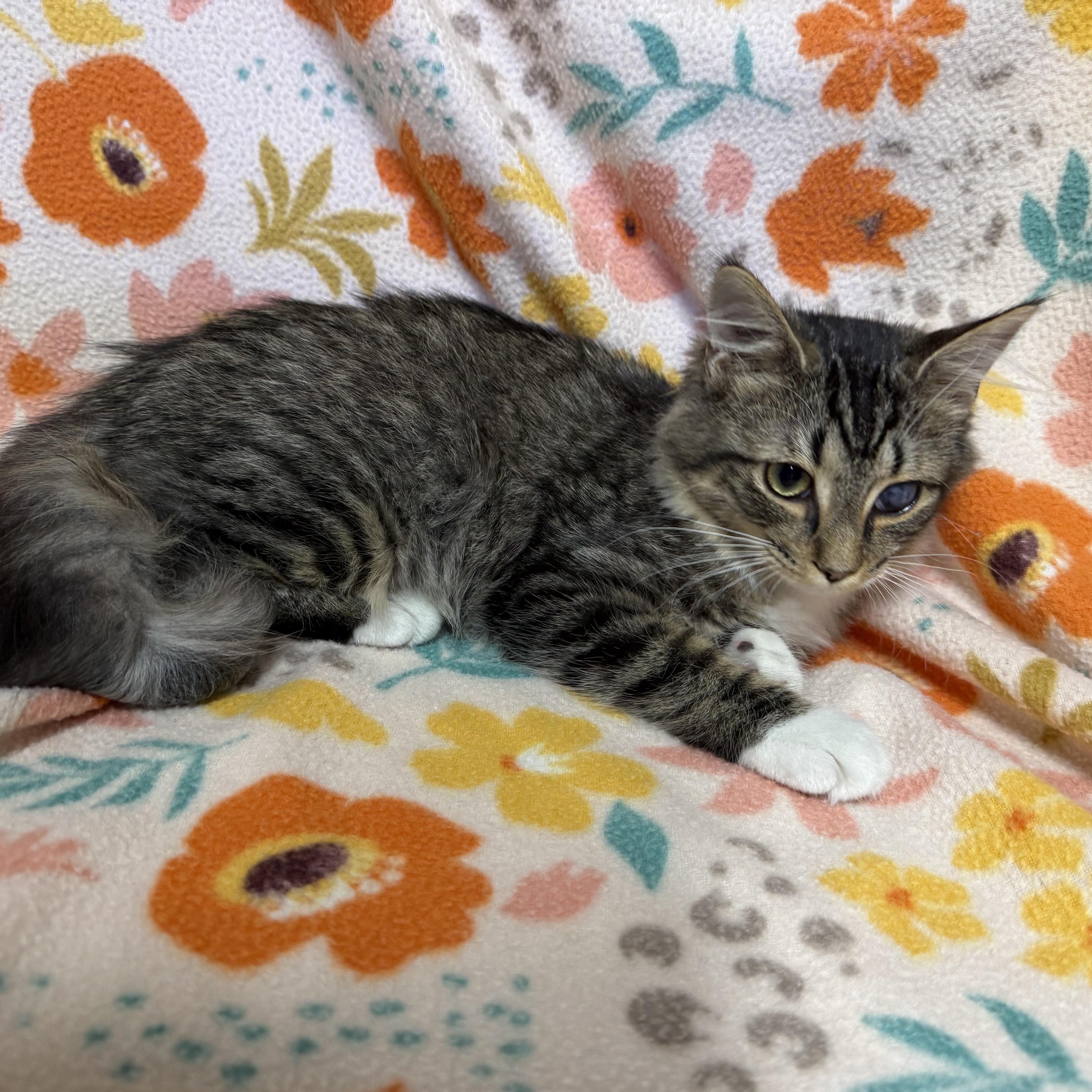 Harley, an adopted Domestic Medium Hair in Anderson, SC image 4/6