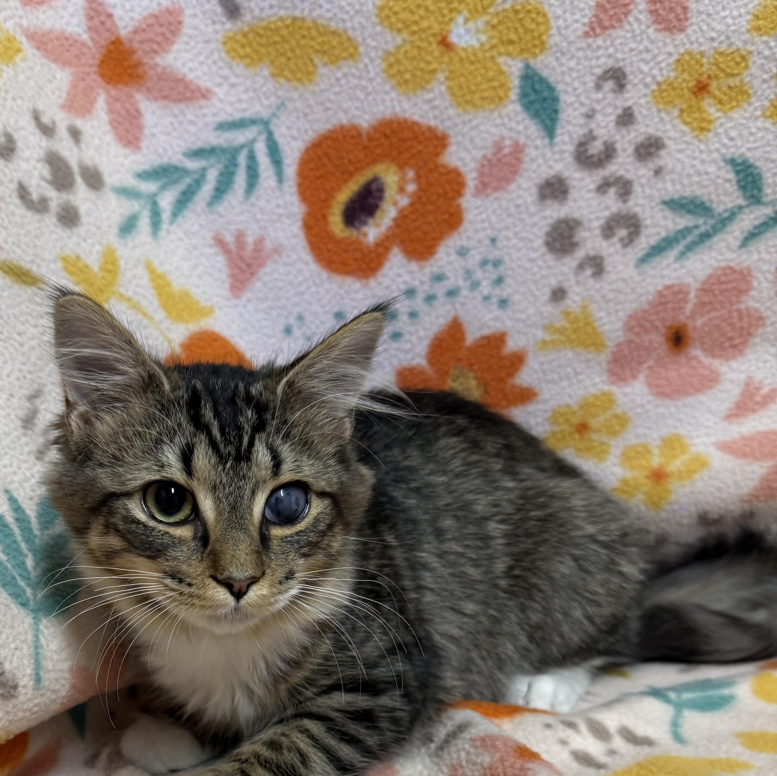 Harley, adopted, Kitten Female Domestic Medium Hair.