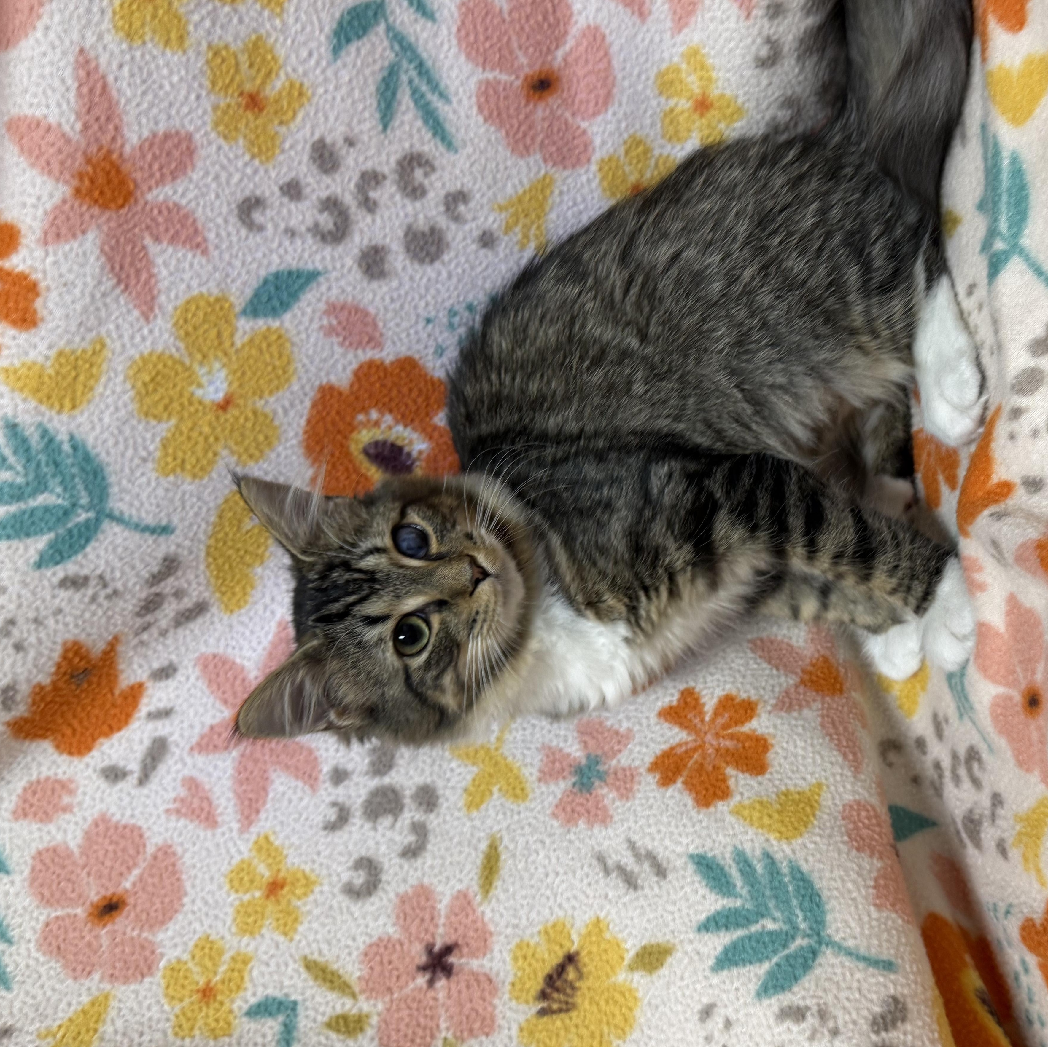 Harley, an adopted Domestic Medium Hair in Anderson, SC image 2/6
