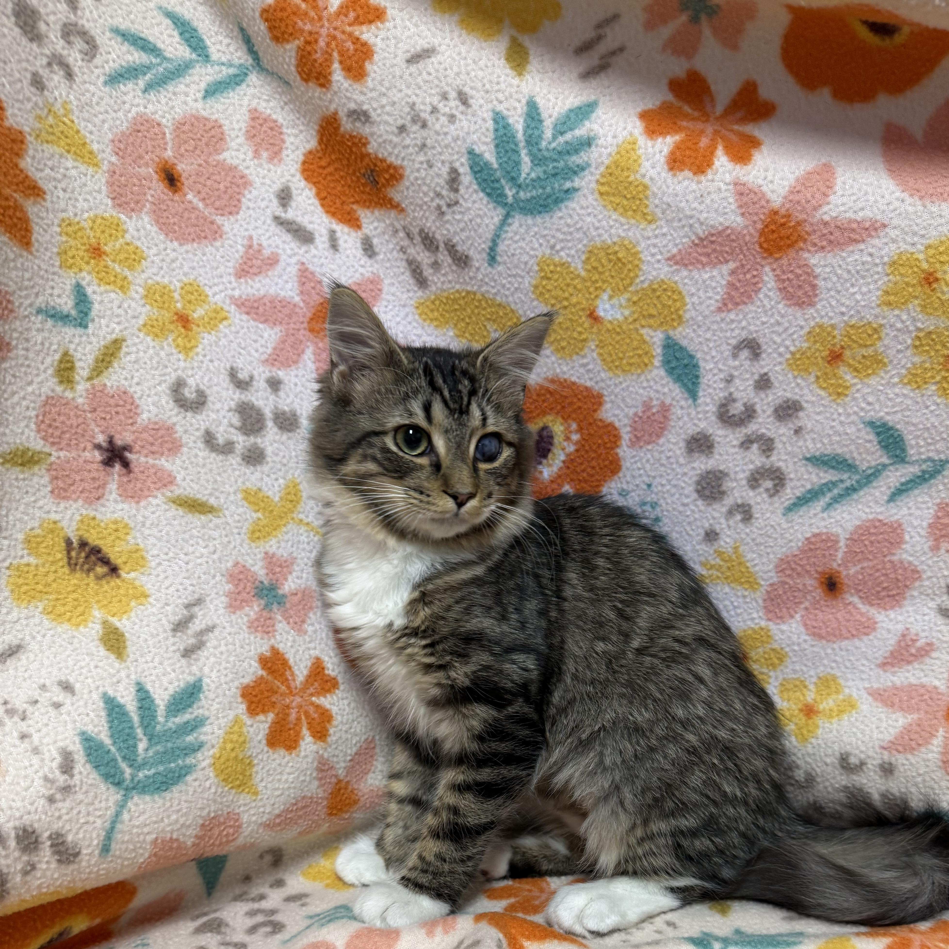 Harley, an adopted Domestic Medium Hair in Anderson, SC image 5/6