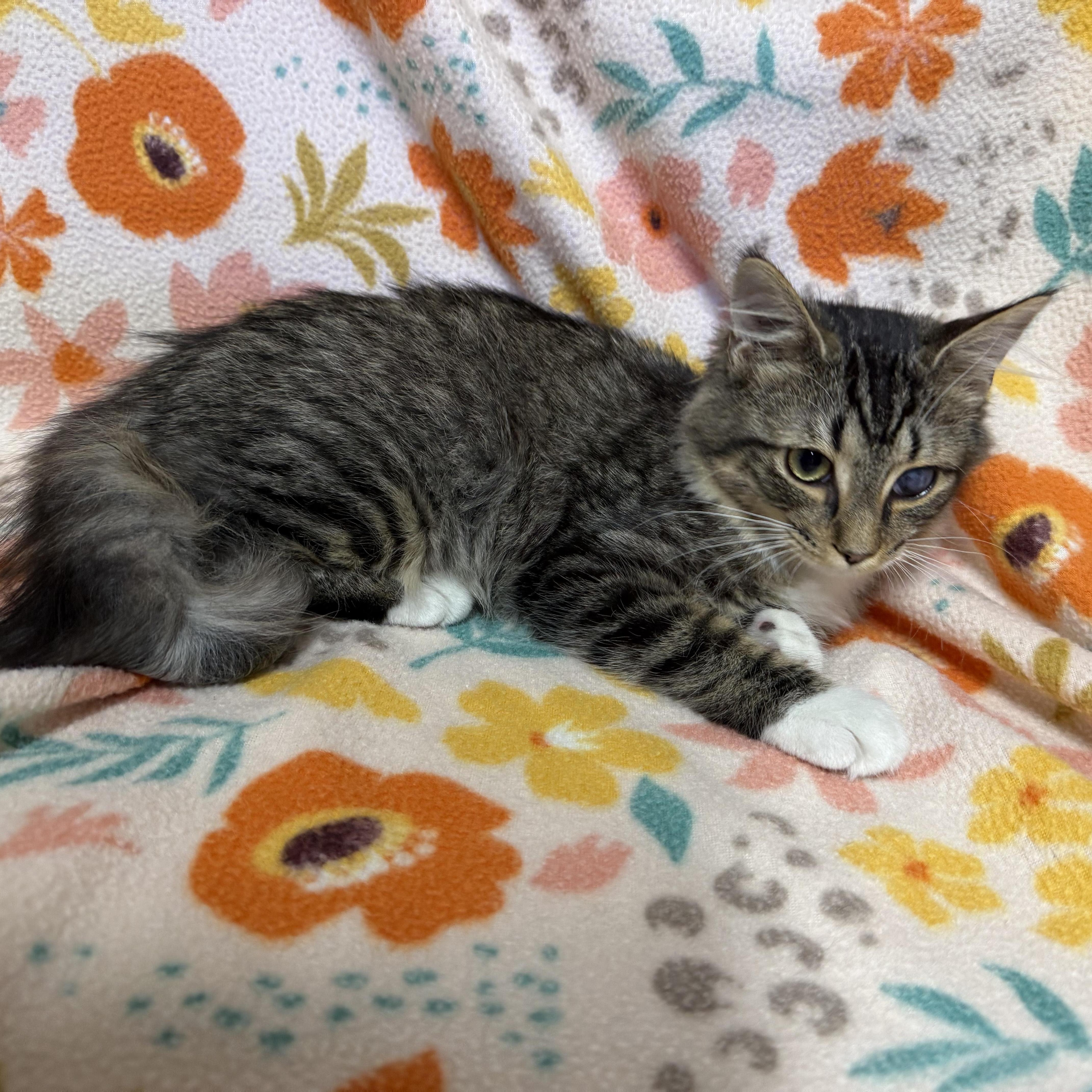 Harley, an adopted Domestic Medium Hair in Anderson, SC image 6/6