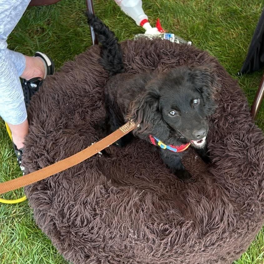 Enlarge Clove, a Adoptable mixed breed in Minooka, IL image 4/4