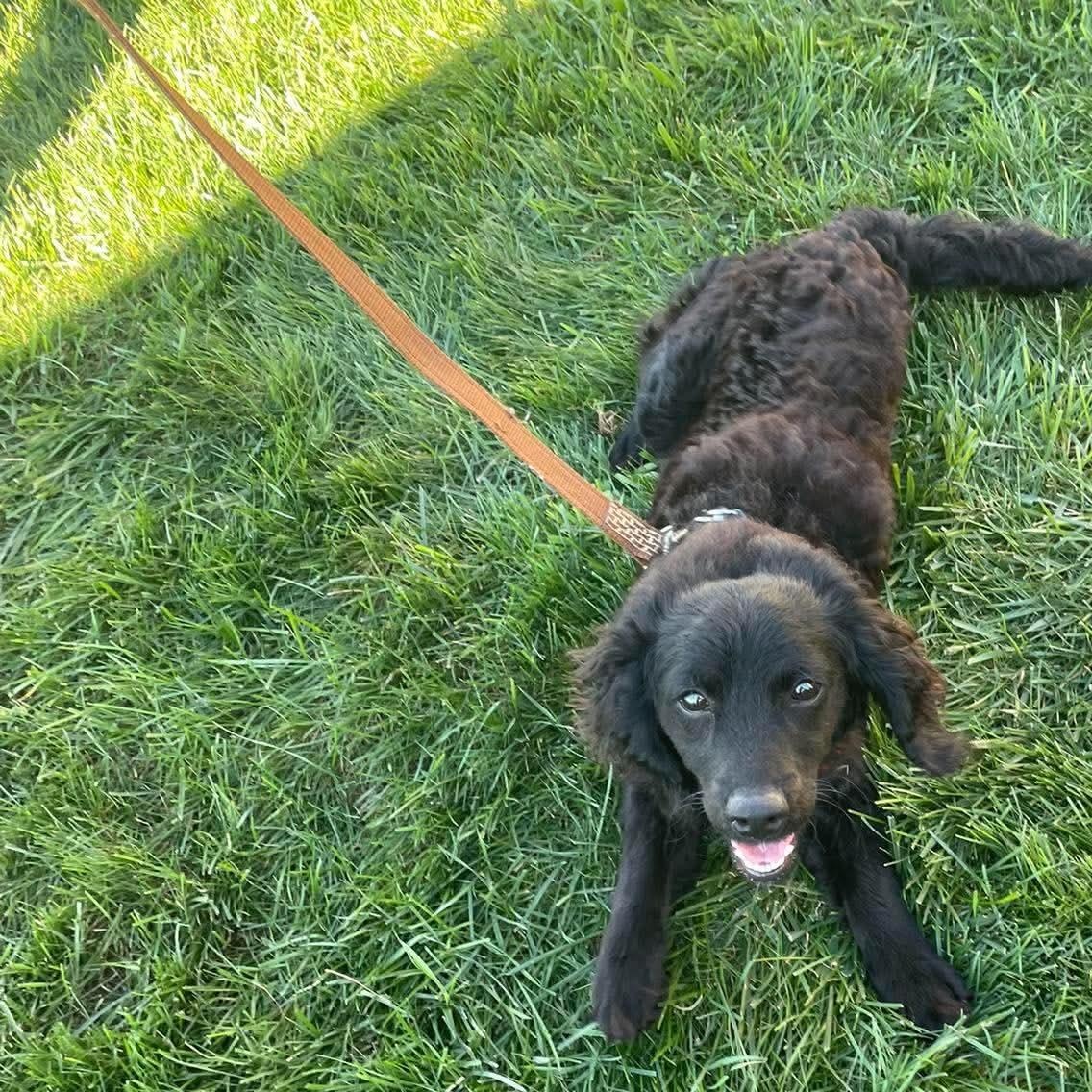Enlarge Clove, a Adoptable mixed breed in Minooka, IL image 2/4