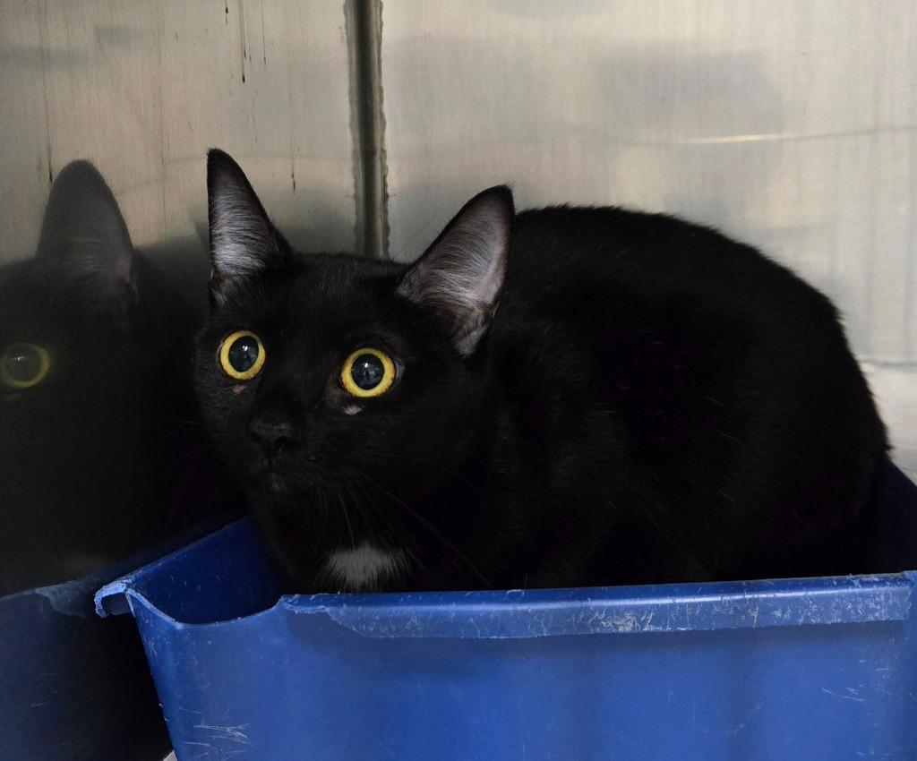 BINDY, Adoptable, Adult Female Bombay.