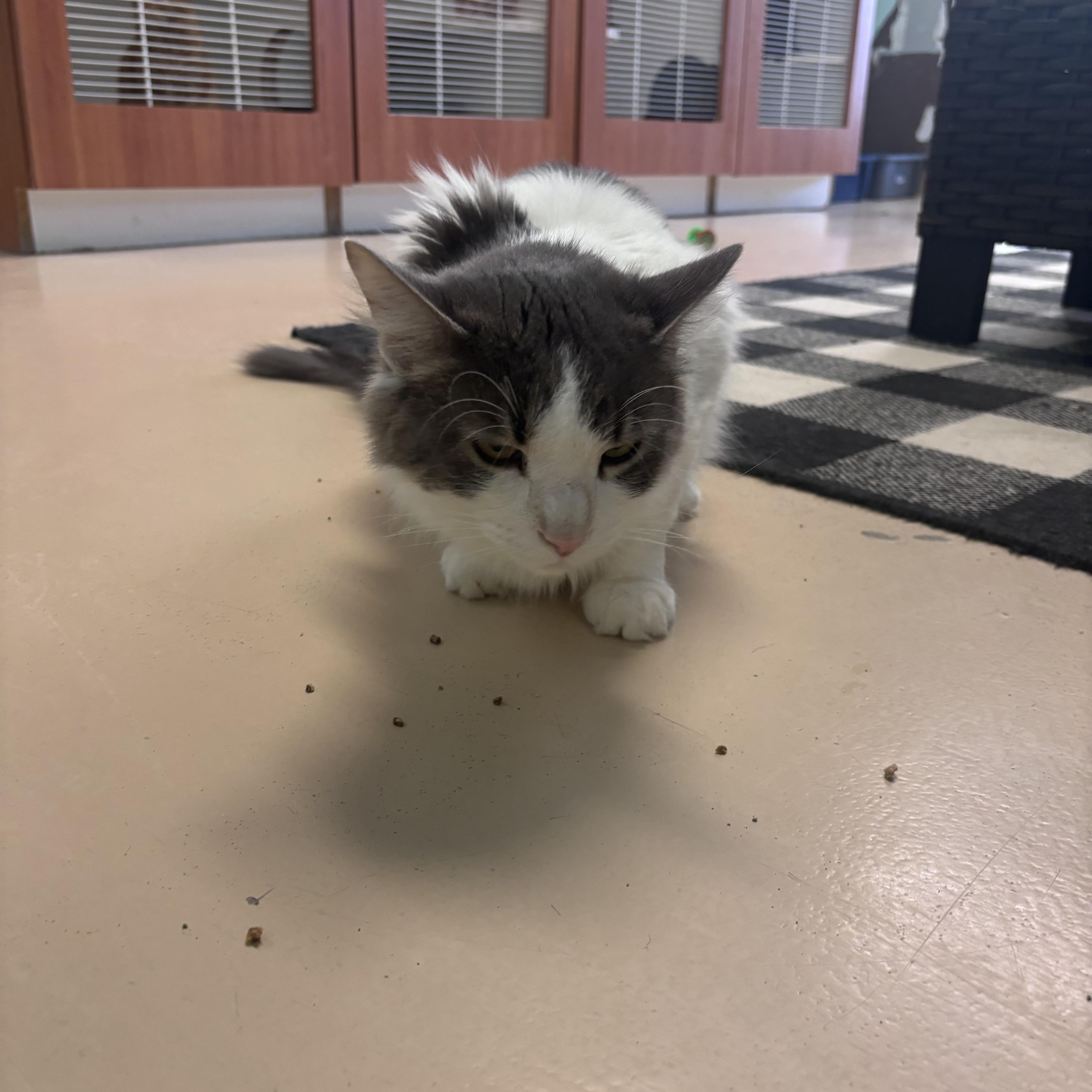 Enlarge Odin, a ADOPTABLE Domestic Medium Hair in Franklin, IN image 1/1
