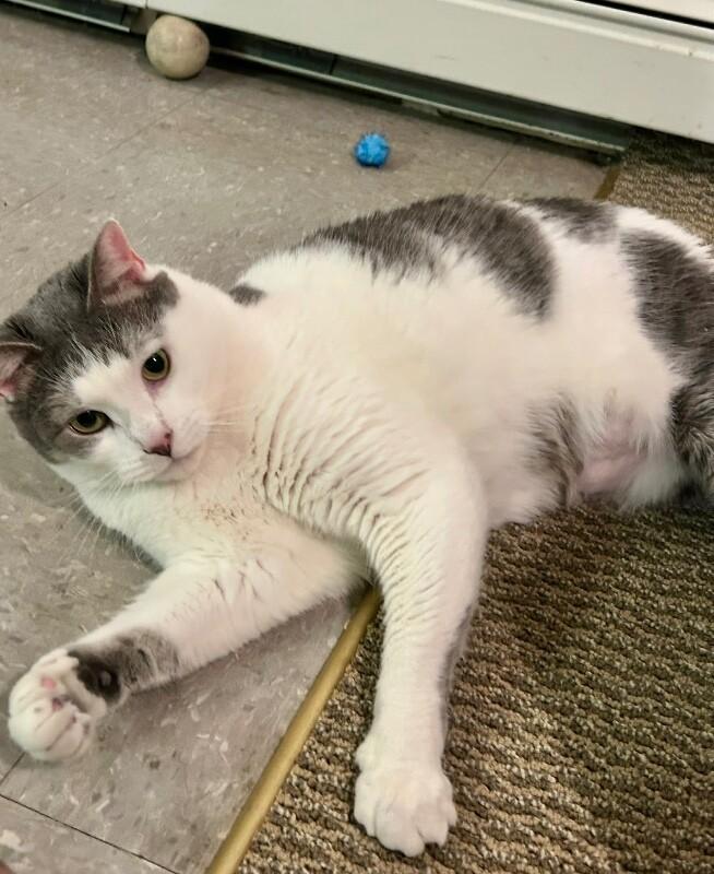 Enlarge Bernadette, a Adoptable Domestic Short Hair in North Babylon, NY image 3/6