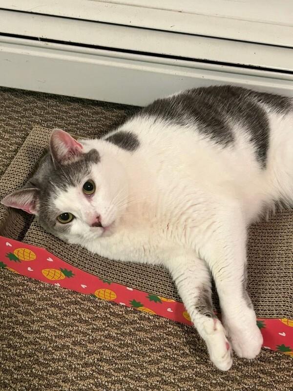 Enlarge Bernadette, a Adoptable Domestic Short Hair in North Babylon, NY image 3/6