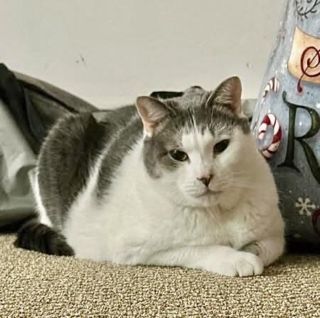 Enlarge Bernadette, a Adoptable Domestic Short Hair in North Babylon, NY image 4/6