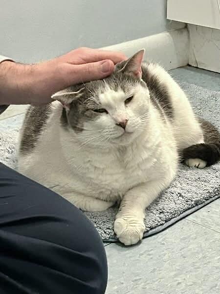 Enlarge Bernadette, a Adoptable Domestic Short Hair in North Babylon, NY image 5/6