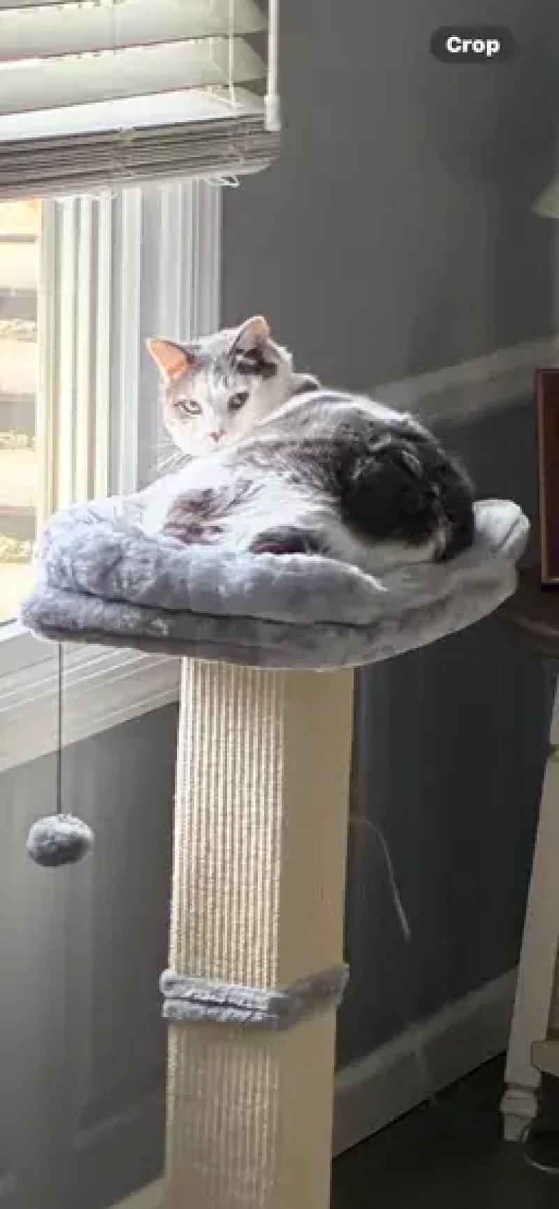 Enlarge Bernadette, a Adoptable Domestic Short Hair in North Babylon, NY image 2/2