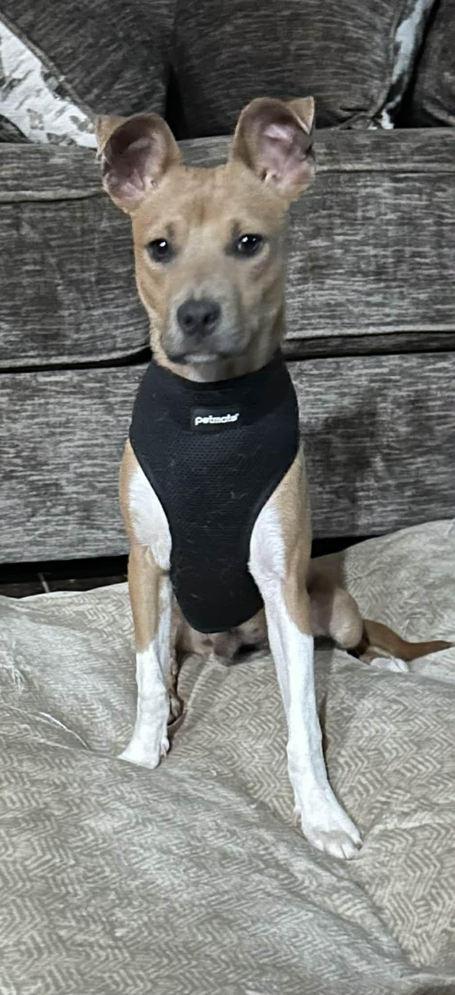 Enlarge JAKE AKA JOLLY, a Adoptable mixed breed in Dallas, TX image 1/4