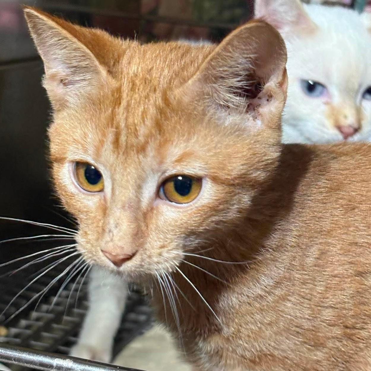 Enlarge Aladdin, a Adoptable mixed breed in Caldwell, TX image 2/2