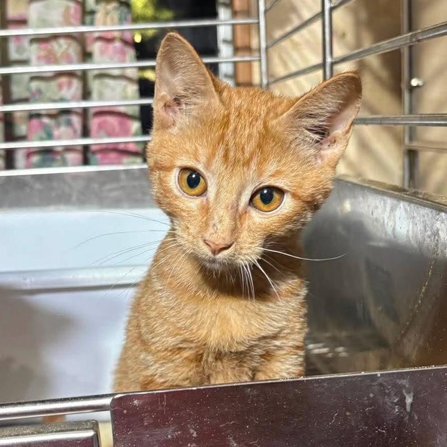 Enlarge Aladdin, a Adoptable mixed breed in Caldwell, TX image 1/2