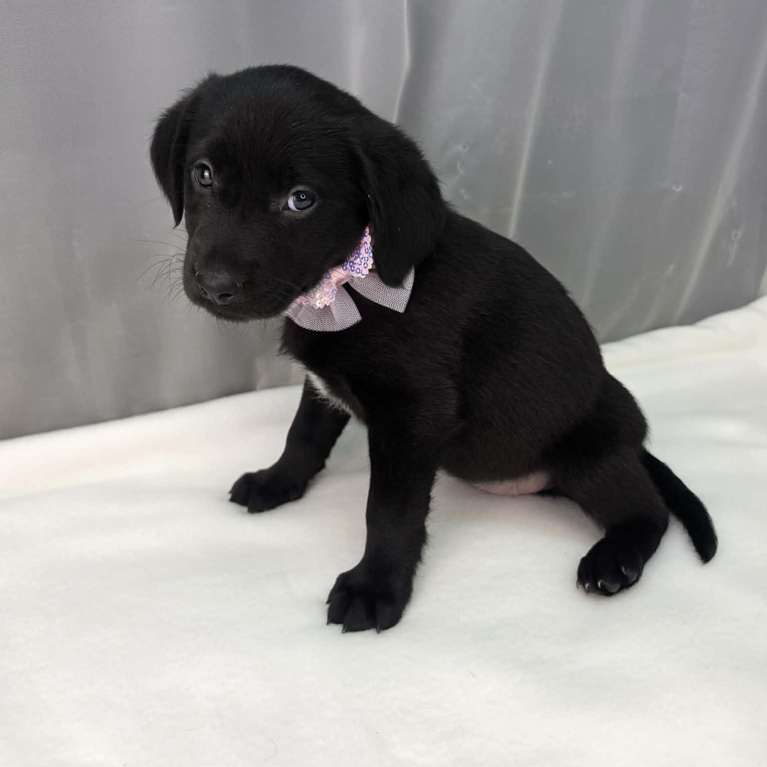 Akron, a Adoptable mixed breed in Southfield , MI image 6/6