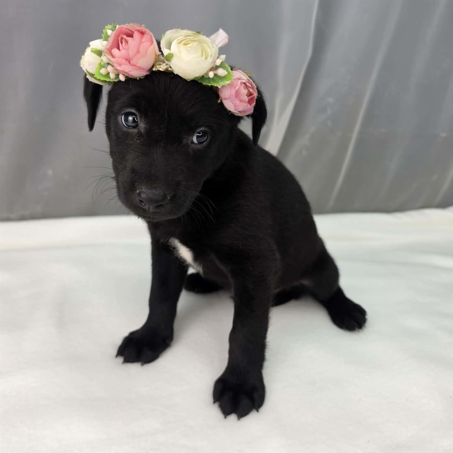 Akron, Adoptable, Puppy Female Labrador Retriever & Chihuahua.