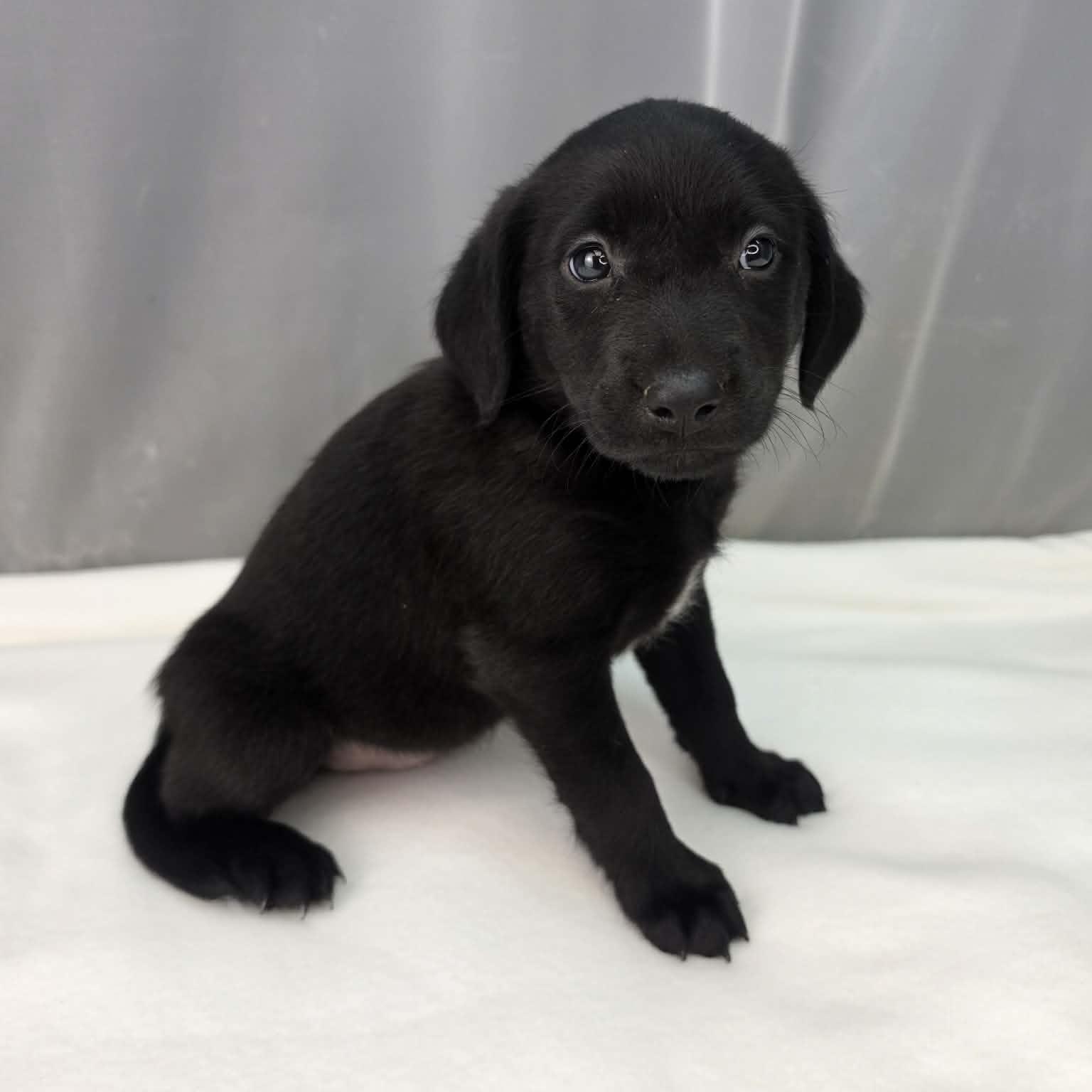 Akron, a Adoptable mixed breed in Southfield , MI image 4/6