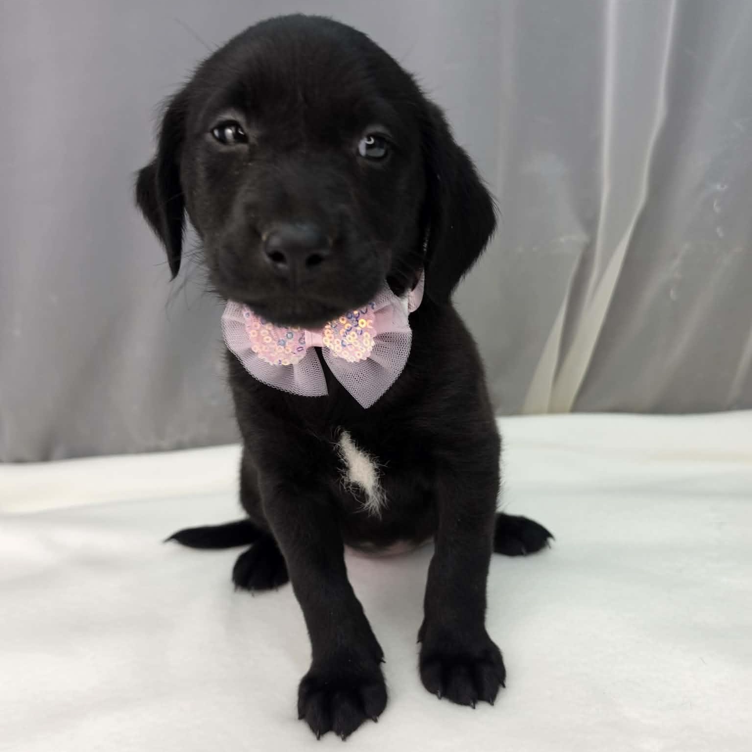 Akron, a Adoptable mixed breed in Southfield , MI image 2/6