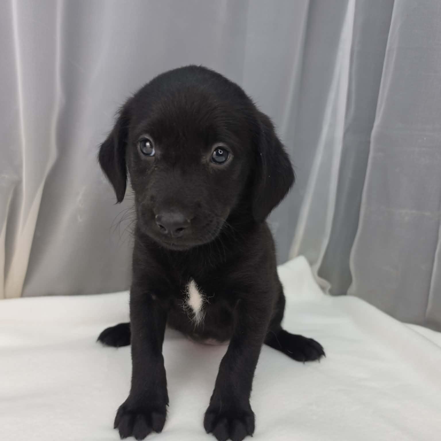 Akron, a Adoptable mixed breed in Southfield , MI image 3/6