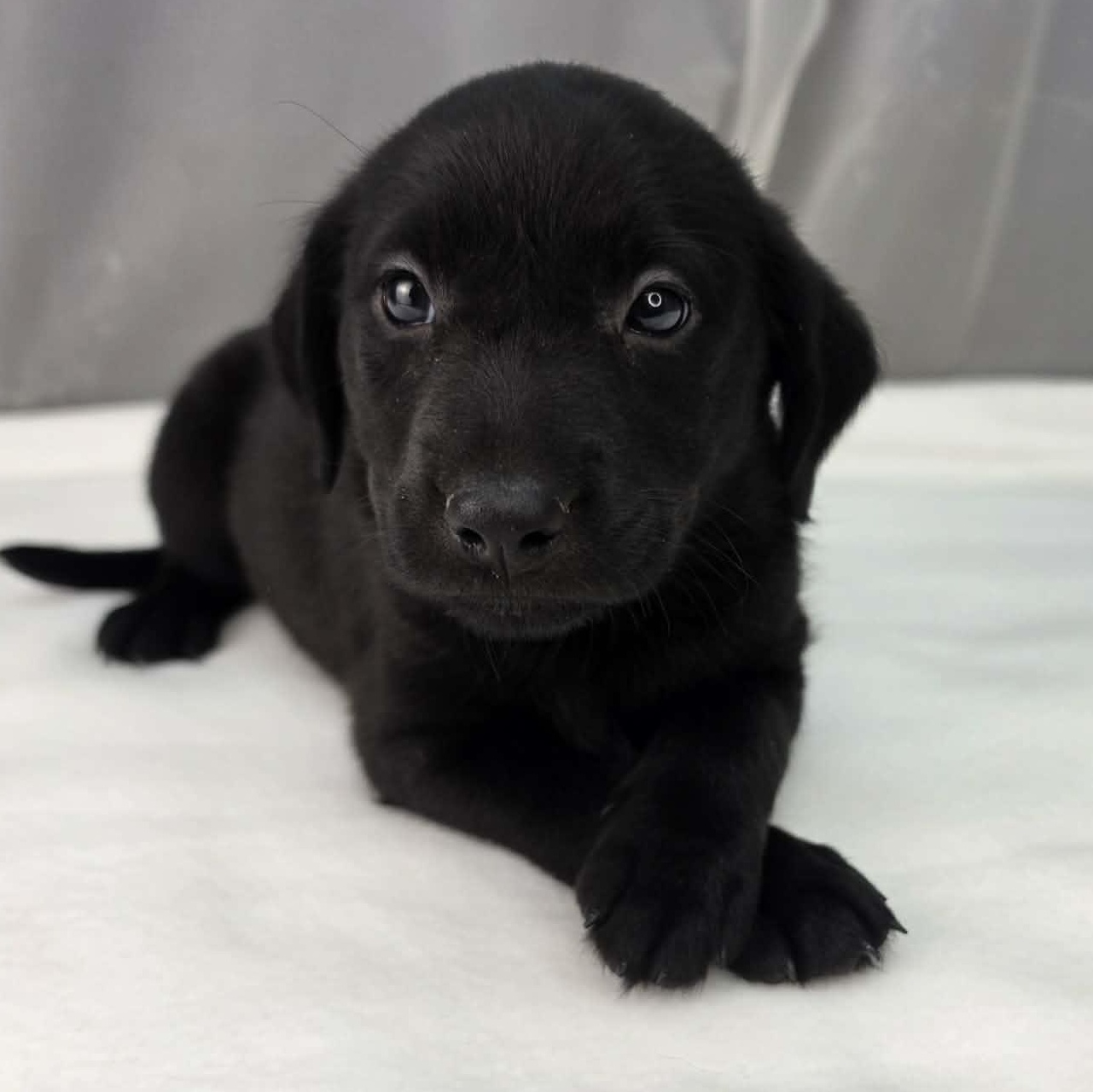 Akron, a Adoptable mixed breed in Southfield , MI image 5/6