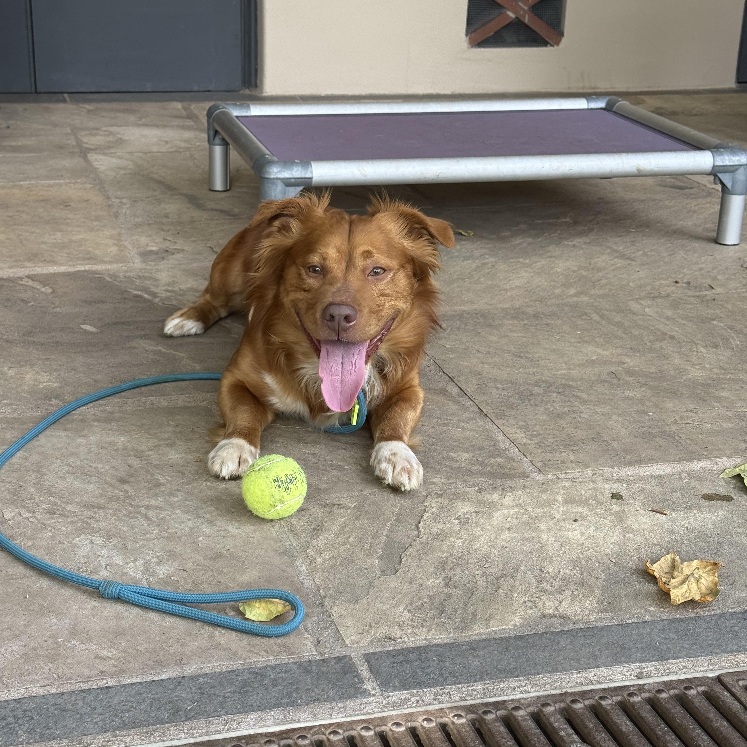 Enlarge Thurston, a Adoptable mixed breed in Sun Valley, CA image 5/6