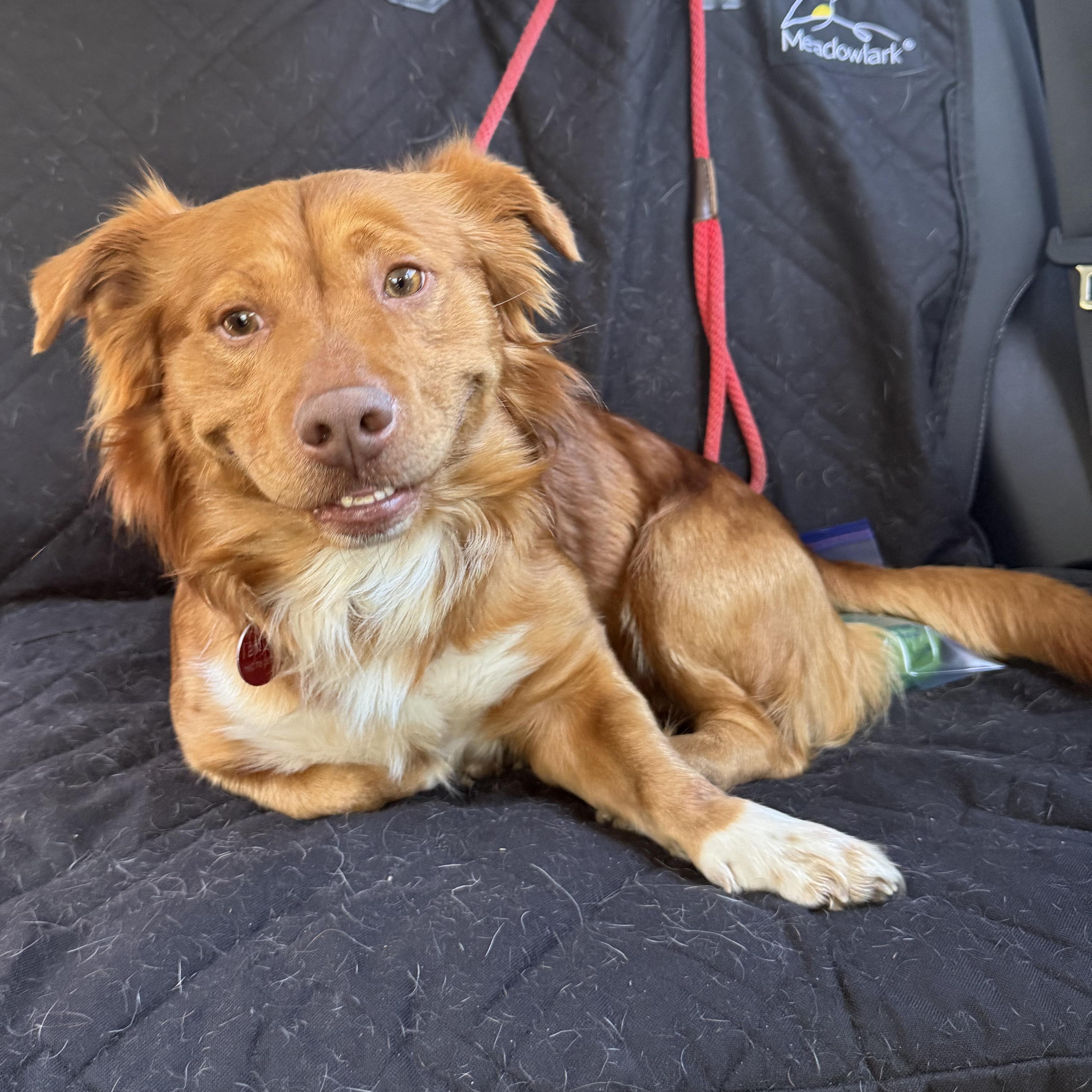 Enlarge Thurston, a Adoptable mixed breed in Sun Valley, CA image 2/6