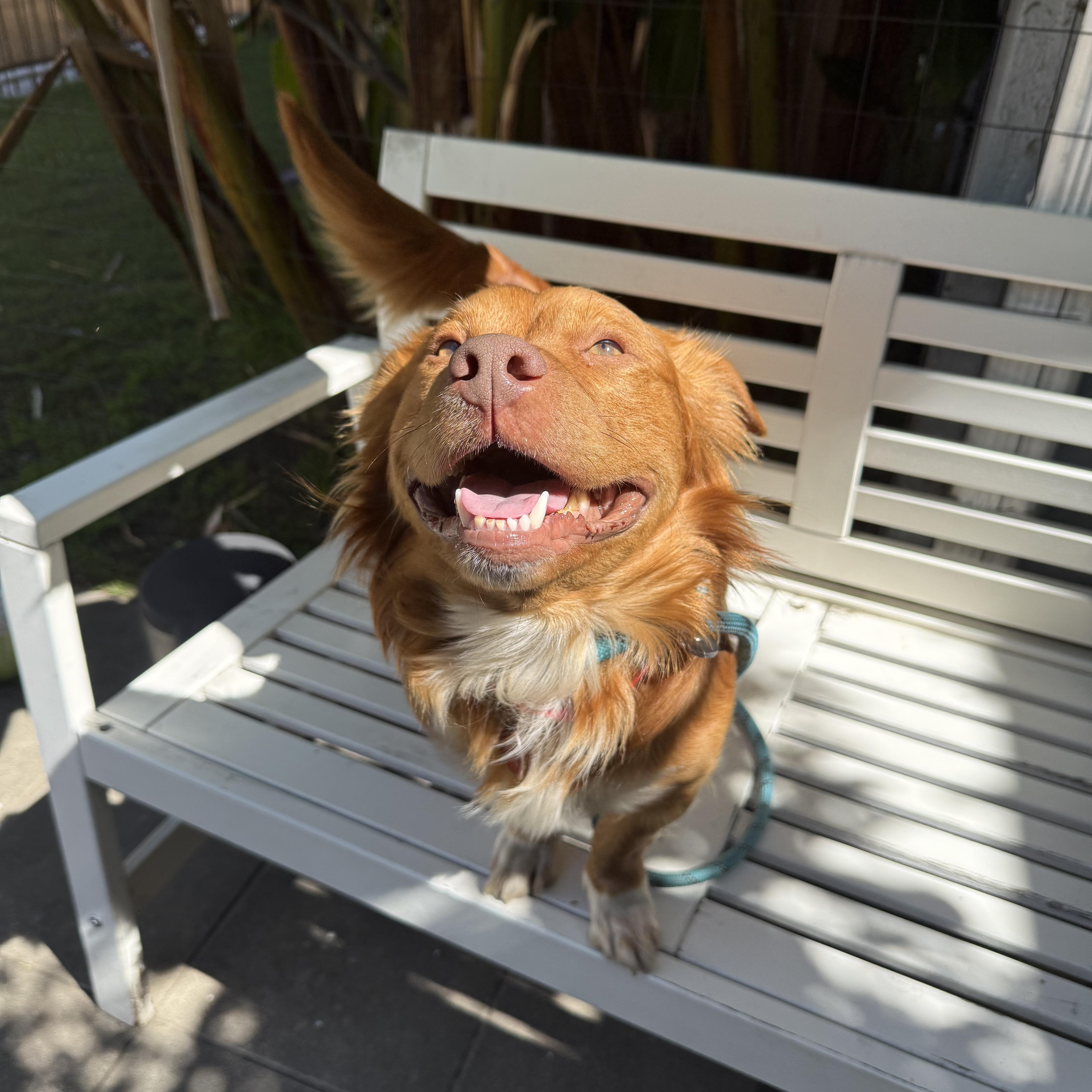 Enlarge Thurston, a Adoptable mixed breed in Sun Valley, CA image 6/6