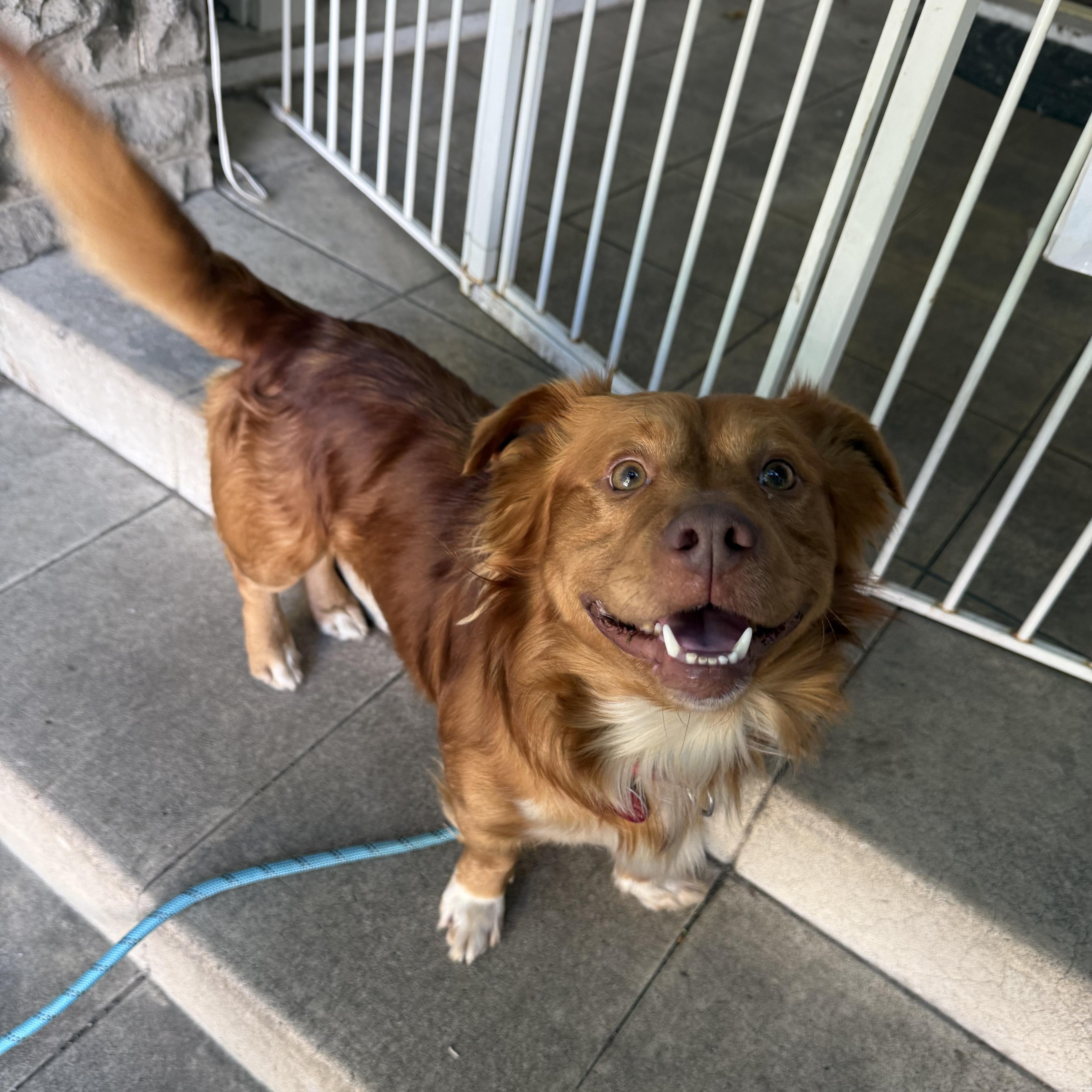 Enlarge Thurston, a Adoptable mixed breed in Sun Valley, CA image 4/6