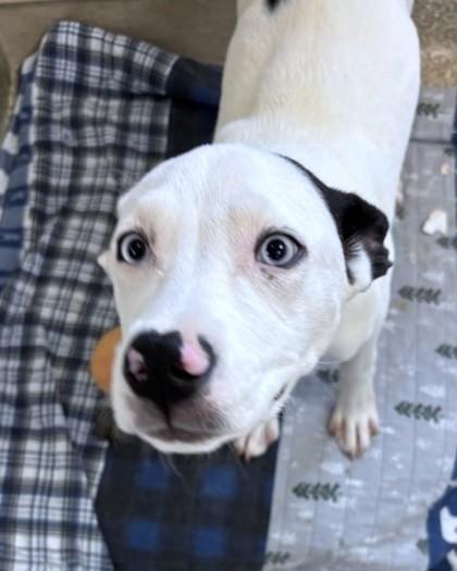 Enlarge Shea, a Adoptable mixed breed in Washington, DC image 1/3