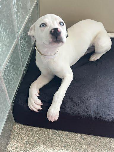 Enlarge Shea, a Adoptable mixed breed in Washington, DC image 2/3