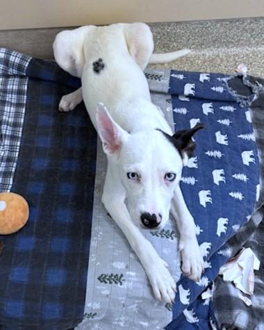 Enlarge Shea, a Adoptable mixed breed in Washington, DC image 3/3