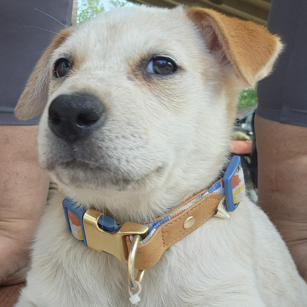 Deny Doherty, a Adoptable mixed breed in Joliet, IL image 1/5