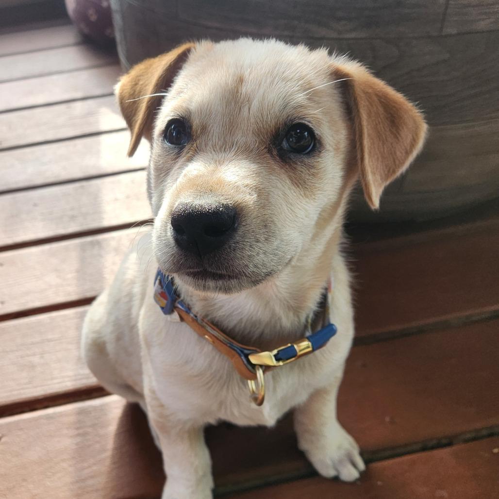 Deny Doherty, a Adoptable mixed breed in Joliet, IL image 2/5