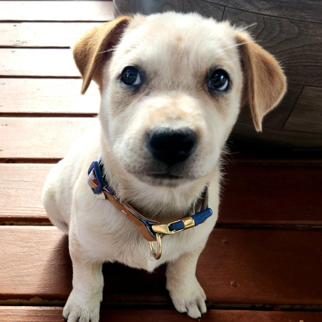 Deny Doherty, a Adoptable mixed breed in Joliet, IL image 3/5