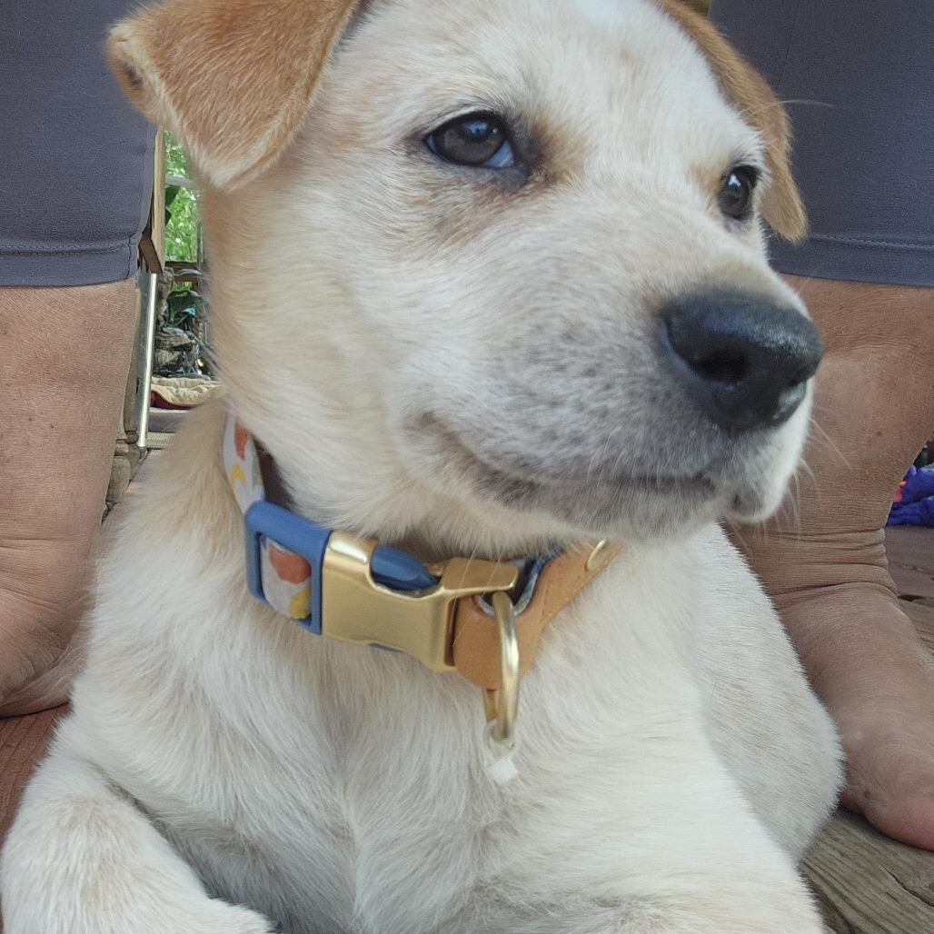 Deny Doherty, a Adoptable mixed breed in Joliet, IL image 4/5